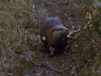 Screenshot 2 from The Further Adventures of the Wilderness Family (Full Movie)