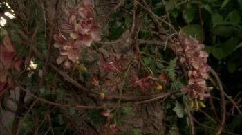 Screenshot 2 from The Good Witch's Garden (Full Movie)