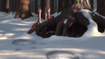 Screenshot 2 from The Gruffalo's Child (Full Movie)