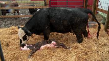 Screenshot 1 from The Incredible Dr. Pol Incredible! The Story of Dr. Pol (Full Movie)