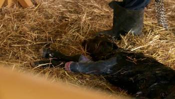 Screenshot 3 from The Incredible Dr. Pol Incredible! The Story of Dr. Pol (Full Movie)