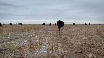Screenshot 3 from The Informant: Fear and Faith in the Heartland (Full Movie)
