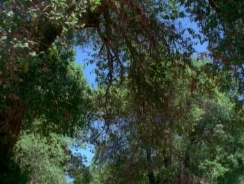 Screenshot 1 from The King's Guard (Full Movie)