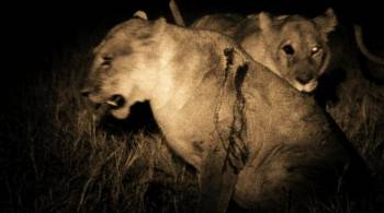 Screenshot 1 from The Last Lions (Full Movie)