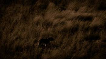 Screenshot 2 from The Last Lions (Full Movie)