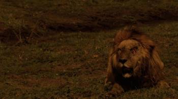 Screenshot 3 from The Last Lions (Full Movie)