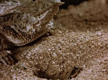 Screenshot 2 from The Living Desert (Full Movie)