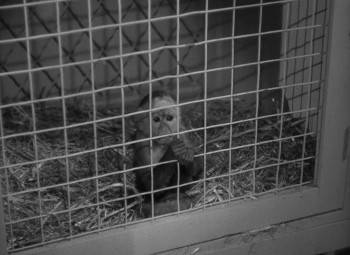 Screenshot 1 from The Mad Ghoul (Full Movie)