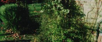 Screenshot 1 from The Phoenix and the Magic Carpet (Full Movie)