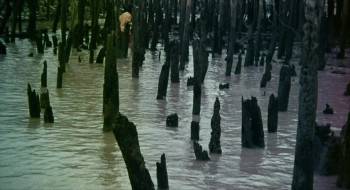 Screenshot 1 from The Rare Blue Apes of Cannibal Isle (Full Movie)