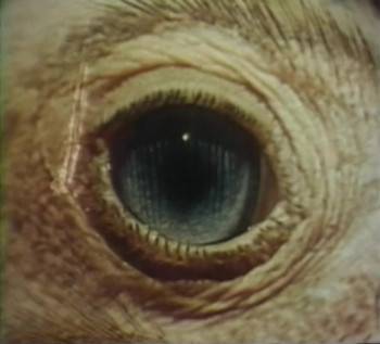 Screenshot 1 from The Searching Eye (Full Movie)