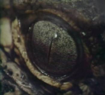 Screenshot 2 from The Searching Eye (Full Movie)