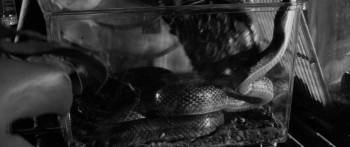 Screenshot 3 from The Snake Girl and the Silver-Haired Witch (Full Movie)