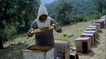 Screenshot 1 from The Spirit of the Beehive (Full Movie)