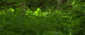 Screenshot 3 from The Survivalist (Full Movie)