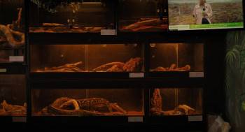 Screenshot 3 from The Watchers (Full Movie)