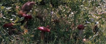 Screenshot 2 from Through Fire, Water and... Trumpets (Full Movie)