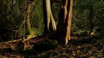 Screenshot 2 from Tiny Giants 3D (Full Movie)