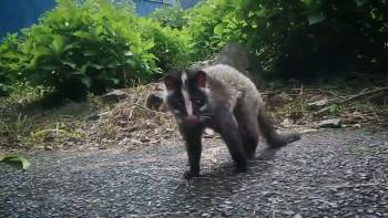 Screenshot 2 from Uncovering Fukushima (Full Movie)