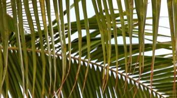 Screenshot 1 from Under Our Skin 2: Emergence (Full Movie)