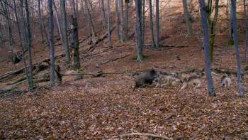 Screenshot 1 from Untamed Romania (Full Movie)