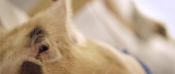 Screenshot 1 from Upstream Color (Full Movie)