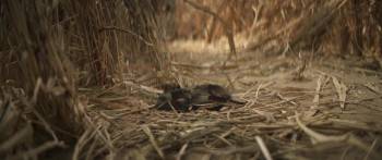 Screenshot 3 from Vash (Full Movie)