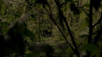 Screenshot 2 from Virunga (Full Movie)