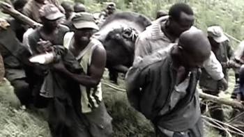 Screenshot 3 from Virunga (Full Movie)