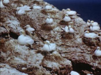 Screenshot 2 from Water Birds (Full Movie)