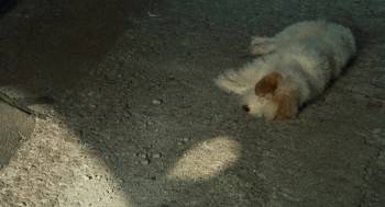 Screenshot 1 from When Night Is Falling (Full Movie)
