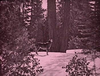 Screenshot 2 from Where the North Begins (Full Movie)