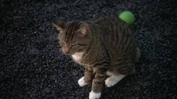 Screenshot 3 from Whiskers (Full Movie)