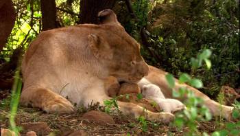 Screenshot 1 from White Lion (Full Movie)