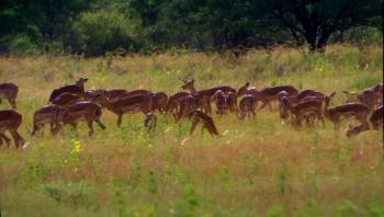 Screenshot 3 from White Lion (Full Movie)