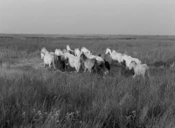 Screenshot 1 from White Mane (Full Movie)