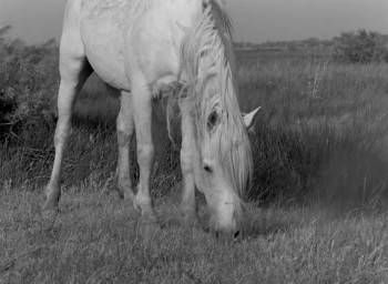 Screenshot 2 from White Mane (Full Movie)