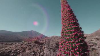 Screenshot 3 from Wild Canary Islands (Full Movie)