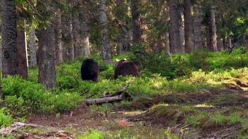 Screenshot 1 from Wild Slovakia (Full Movie)