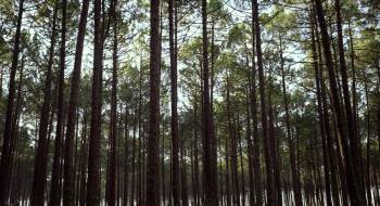 Screenshot 1 from Will-o'-the-Wisp (Full Movie)