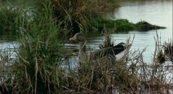 Screenshot 2 from Winged Migration (Full Movie)