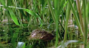 Screenshot 3 from Winged Migration (Full Movie)