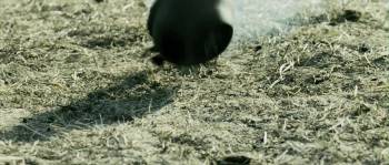 Screenshot 1 from Wolfhound (Full Movie)