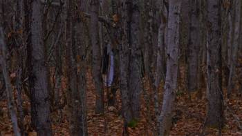 Screenshot 1 from Woods of Ash (Full Movie)