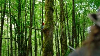 Screenshot 3 from Woody Woodpecker (Full Movie)