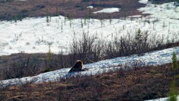Screenshot 2 from Yukon's Wild Grizzlies (Full Movie)
